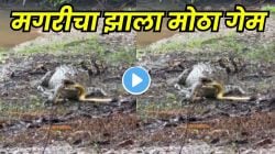 मगरीनं भल्या मोठ्या अजगराची केली शिकार; पण मगरीचाच झाला मोठा गेम, असं काय झालं मगरीबरोबर? पाहा Video