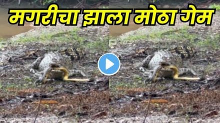 crocodile eats python crocodile eats python