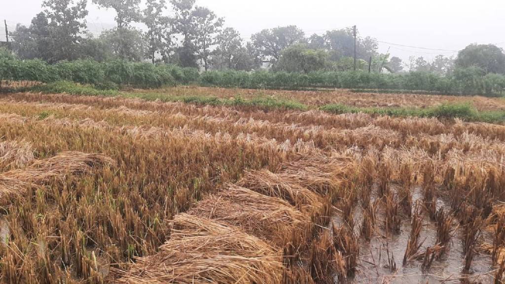 Damage to harvested paddy crop in Gondia district Damage to harvested paddy crop in Gondia district
