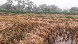 Damage to harvested paddy crop in Gondia district