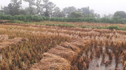 Damage to harvested paddy crop in Gondia district Damage to harvested paddy crop in Gondia district