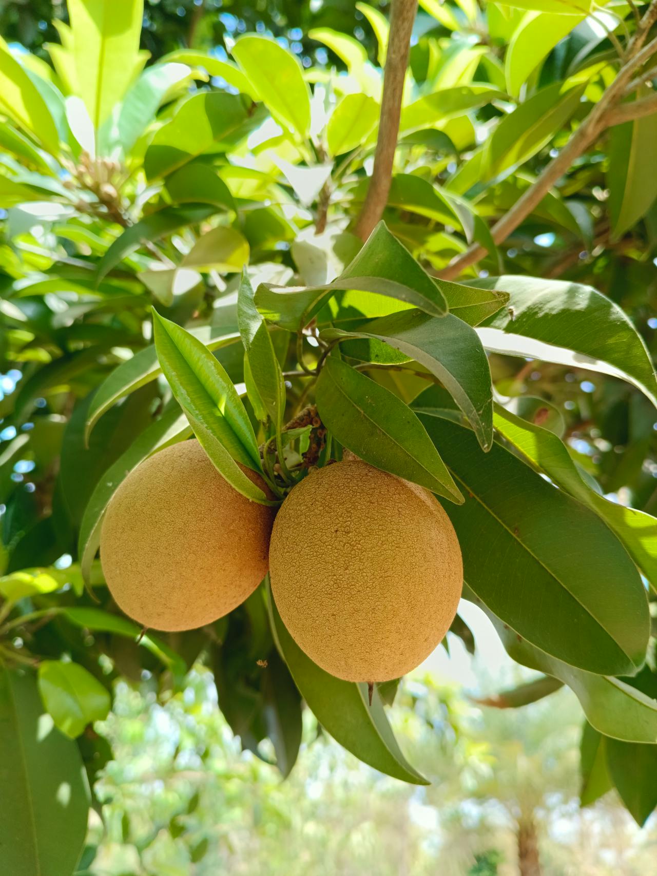 Eat These Fruits During Pregnancy For Good Health