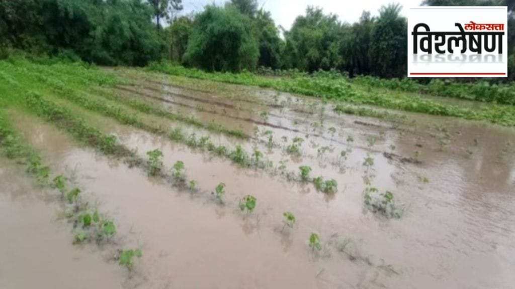 Excess rainfall damages Kharif crops across Maharashtra government announces relief