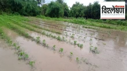 Excess rainfall damages Kharif crops across Maharashtra government announces relief