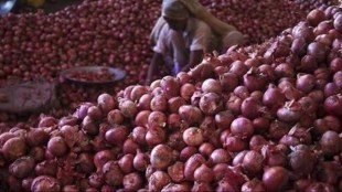 Farmers Onion Sale Rush Lasalgaon Nashik Before Diwali Price Dips Due To High Arrival