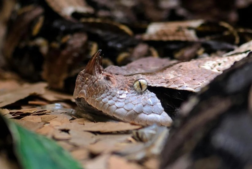 Laziest Yet Deadliest Snakes