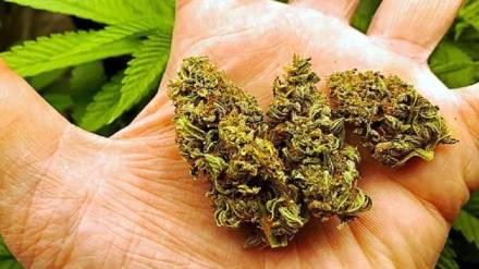 Ganja worth 84 lakhs seized from smugglers near Mankoli bridge