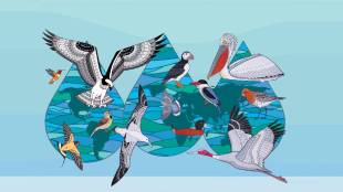 Habitats of global migratory birds under threat