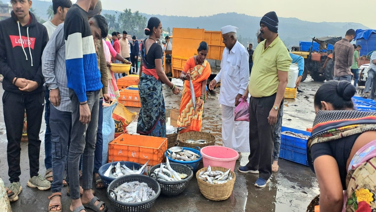 Harnai Port Swamped Tourists Fresh Konkan Seafood Fish Demand Rises Market Rush Auction Benefit