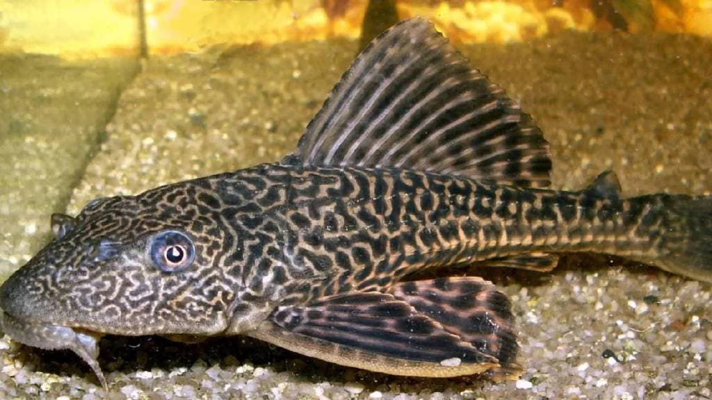 Helicopter fish threatens biodiversity in Ujani Dam reservoir