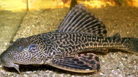 Helicopter fish threatens biodiversity in Ujani Dam reservoir