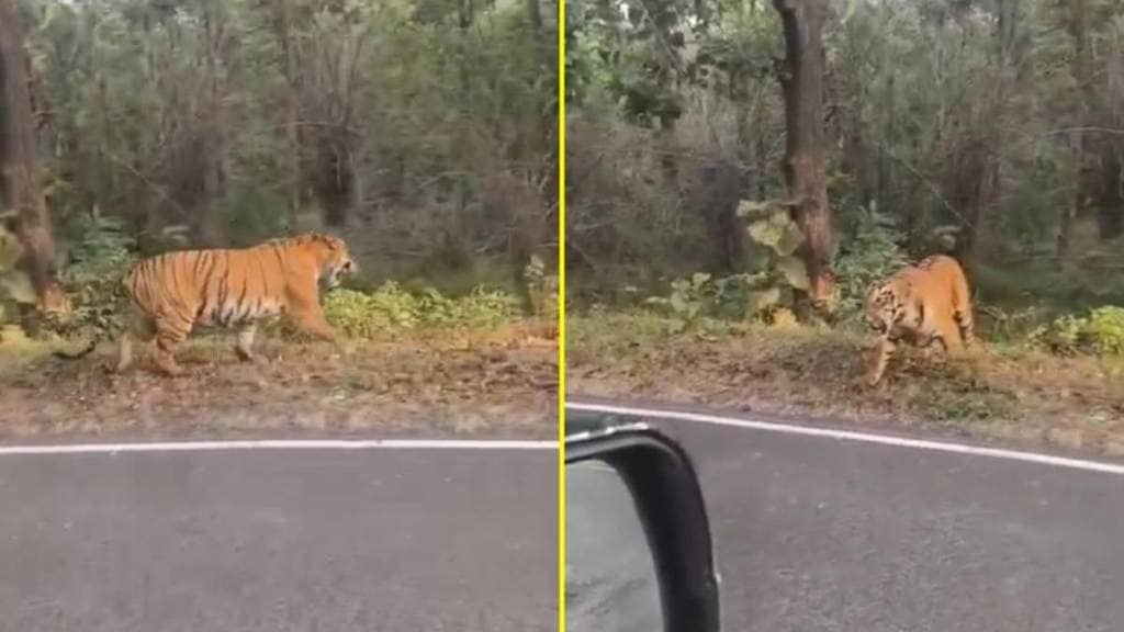 A tigress named 'K Mark' is attacking vehicles in the Keslaghat area A tigress named 'K Mark' is attacking vehicles in the Keslaghat area