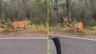 A tigress named 'K Mark' is attacking vehicles in the Keslaghat area
