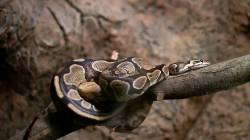 Snake Facts: जगातील सर्वात आळशी साप कोणते? आळशी सापांबद्दल तुम्हाला ‘ही’ गोष्ट माहिती आहे का?