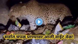 Leopard-Starving-Amid-Trash