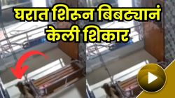 बापरे! चपळाईनं बिबट्यानं घरात शिरून केली शिकार; पुणे जिल्ह्याच्या एका गावातील २२ सेंकदाचा थरारक VIDEO आला समोर