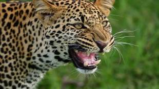 Leopard Attack Child Rescued Farmer Bravery shirala sangli