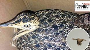 What did scientist Wildlife Institute of India warn about the Lesser Florican bird print exp