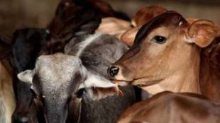 compensation for cattle loss