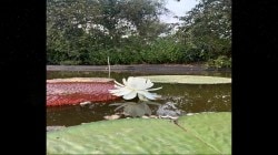 Giant Water Lily: पाण्याचे दुर्भिक्ष, तरीही मेहनत फळाला! निसर्गप्रेमींच्या प्रयत्नातून अहिल्यानगरमध्ये ‘पहिलाच यशस्वी प्रयोग’; फुलले राजकमळ…