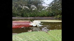 Maharashtra Ahilyanagar Pathardi Anandvan Biodiversity Park Success Rajkamal Largest Water Lily victoria amazonica
