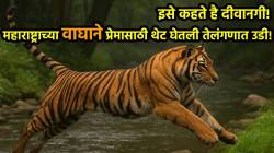 Tiger love story: महाराष्ट्राच्या वाघाने प्रेमासाठी थेट घेतली तेलंगणात उडी; ही फक्त प्रेमकथा नाही, तर आहे निसर्ग आणि संवर्धनाची गाथा!