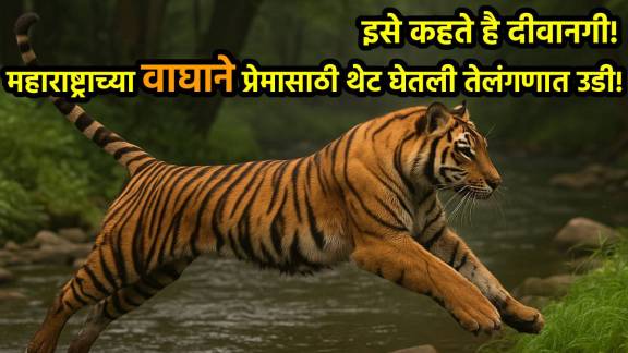 Maharashtra tiger love story