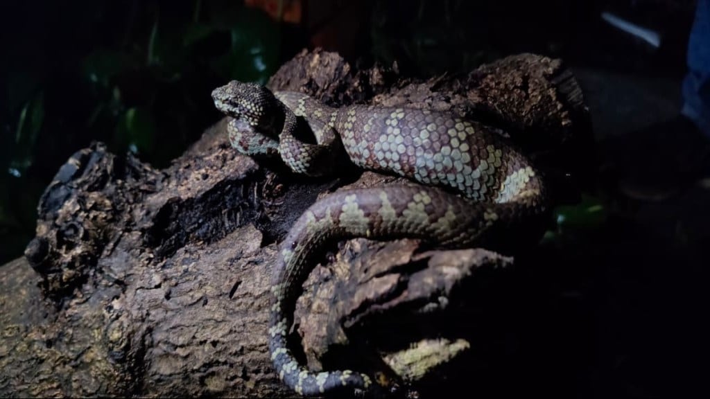 Rare Poisonous Green Malabar Pit Viper Thane Badlapur Amboli Ghat Snake Serpent Rescue Forest