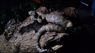 Rare Poisonous Green Malabar Pit Viper Thane Badlapur Amboli Ghat Snake Serpent Rescue Forest
