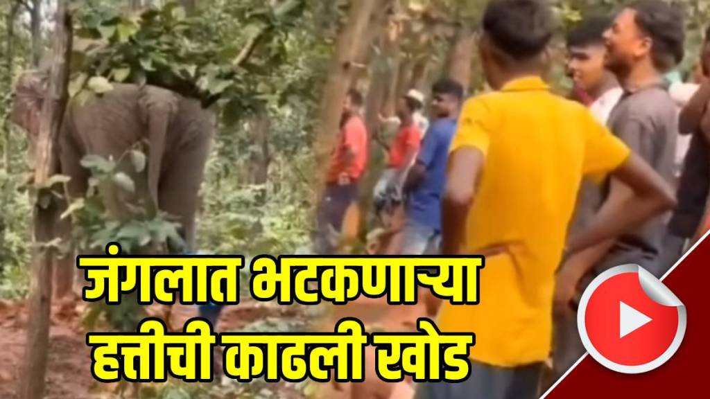 Man-Pulling-Elephant-Tail -for-fun