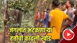 अन्नाच्या शोधात भटकणाऱ्या हत्तीची गावकऱ्यांनी काढली खोड; दगड मारले अन्… VIDEO तून बघा पुढे काय घडलं