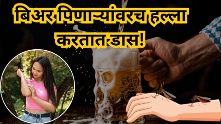 Mosquitoes only attack beer drinkers Shocking conclusion of new research read why this happen