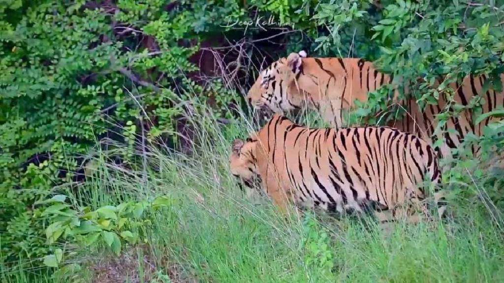 Tiger 'Mowgli' and tigress 'Chandani' dominate the forest of 'Chhota Matka' in Tadoba