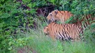 Tiger 'Mowgli' and tigress 'Chandani' dominate the forest of 'Chhota Matka' in Tadoba