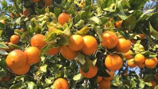 Nagpur orange season delayed due to climate change