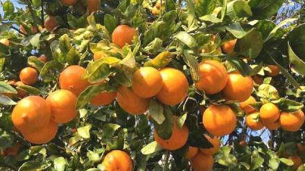 Nagpur orange season delayed due to climate change Nagpur orange season delayed due to climate change