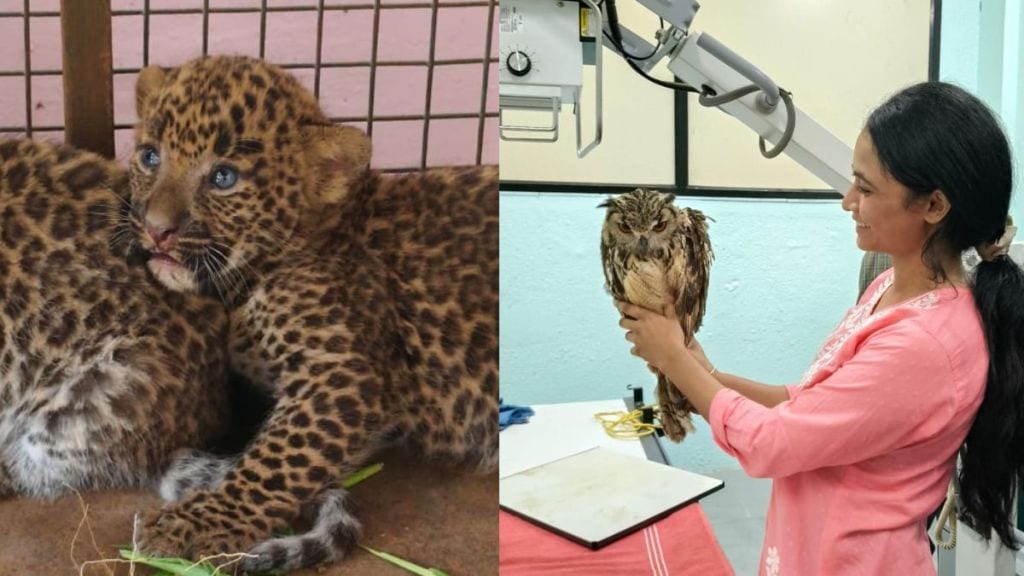 Nagpur seminari hills wildlife transit treatment injured animal rehabilitation center