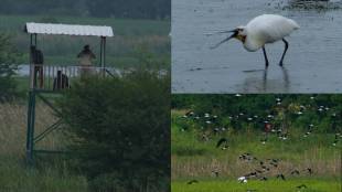 Slow arrival of winter visitors in Nandurmadhyameshwar; Change in migration