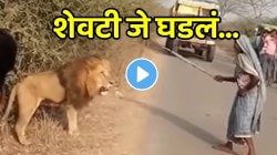 VIDEO: बापरे! आजीची हिम्मत तर बघा; सिंहाला मारायला थेट काठी घेऊन उभी राहीली, शेवटी जे झालं ते पाहून डोळ्यांवर विश्वास बसणार नाही