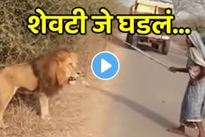 Shocking video Seeing The Grandma Reaching With A Stick The King Of The Jungle Lion Ran Away Funny Video Goes Viral On Social Media