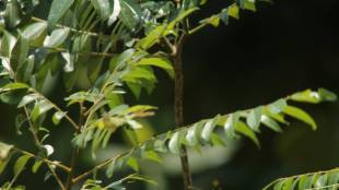 Curry leaves health benefits