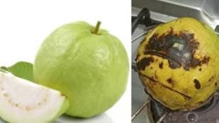 roasted guava benefits