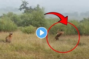 Shocking video Tiger Family Hunted The Deer In Just 1 Second Video Went Viral On Social Media Viral
