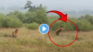 Shocking video Tiger Family Hunted The Deer In Just 1 Second Video Went Viral On Social Media Viral