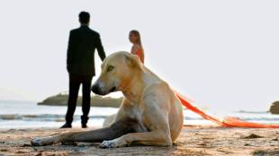 global dog population