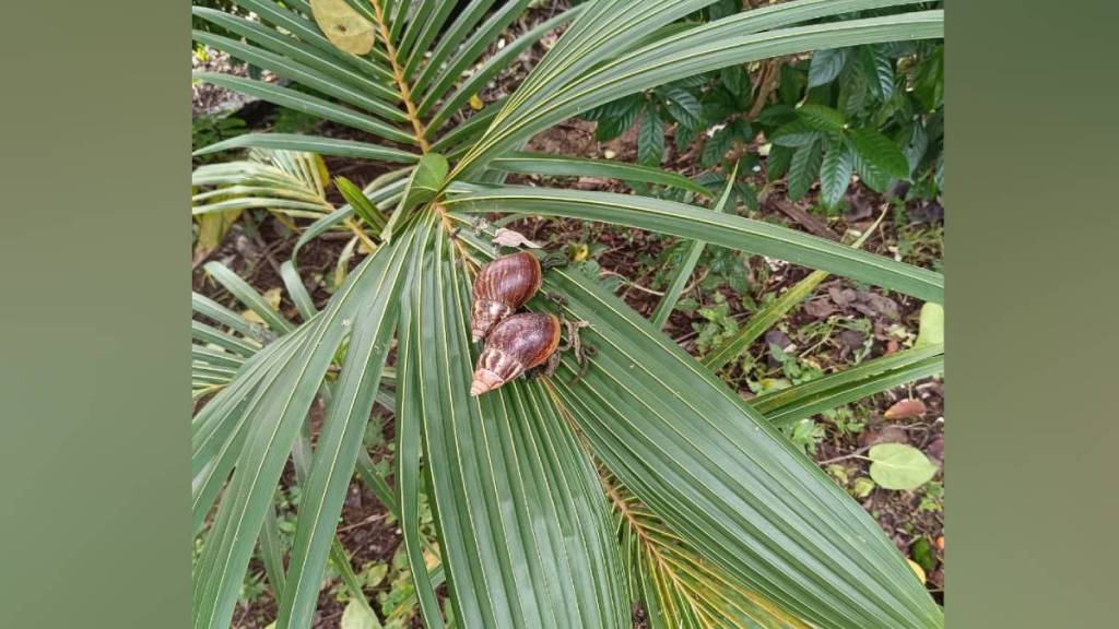 African snail control, Ambernath pest outbreak, Thane agriculture pests, forest pest management Thane, crop protection snails India, organic farming pests,