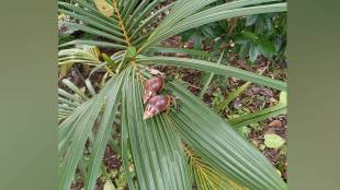 African snail control, Ambernath pest outbreak, Thane agriculture pests, forest pest management Thane, crop protection snails India, organic farming pests,