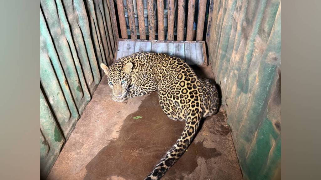leopard attacks Nashik, capture of leopards, forest department Nashik, leopard safety measures, wild animal attacks India, leopard traps Maharashtra,