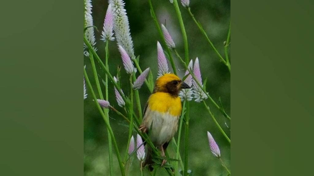 Nandur Madhmeshwar Bird Sanctuary, Maharashtra bird watching, migratory birds Maharashtra, Ramsar sites in India, bird census Maharashtra, eco-tourism Nashik,
