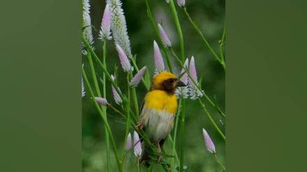 Nandur Madhmeshwar Bird Sanctuary, Maharashtra bird watching, migratory birds Maharashtra, Ramsar sites in India, bird census Maharashtra, eco-tourism Nashik,